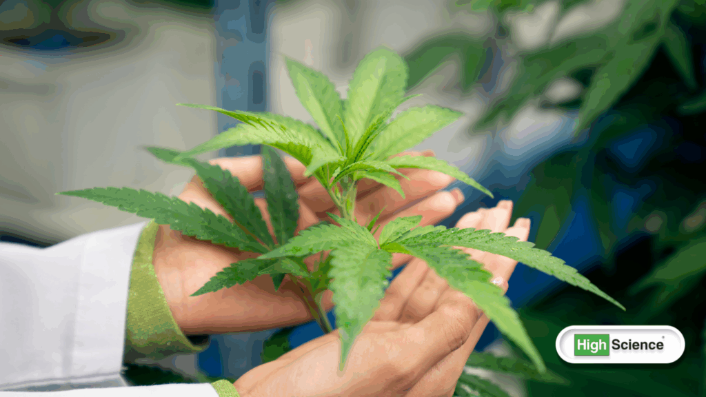 Indica and Sativa differences and effects in cannabis