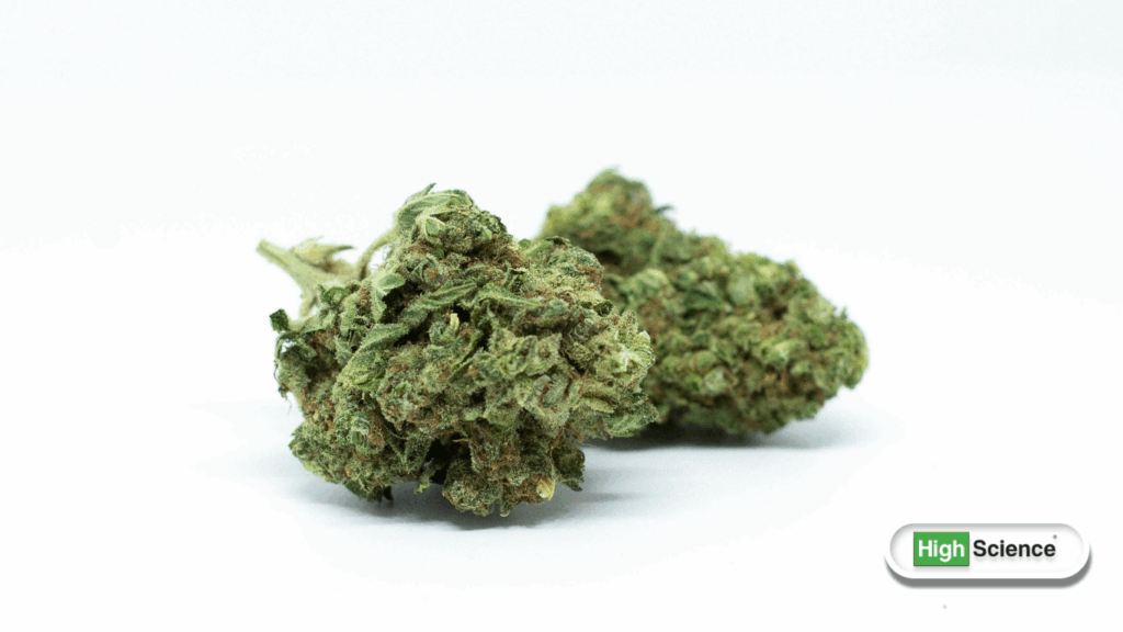 cannabis terpene effects and benefits