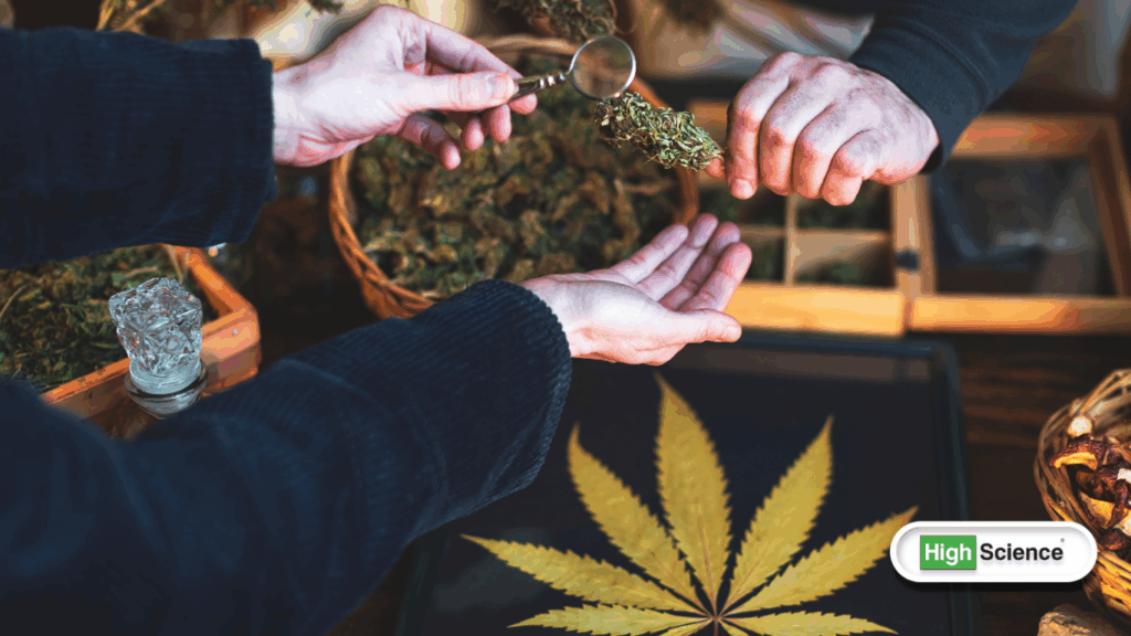 cannabis laws and regulations overview