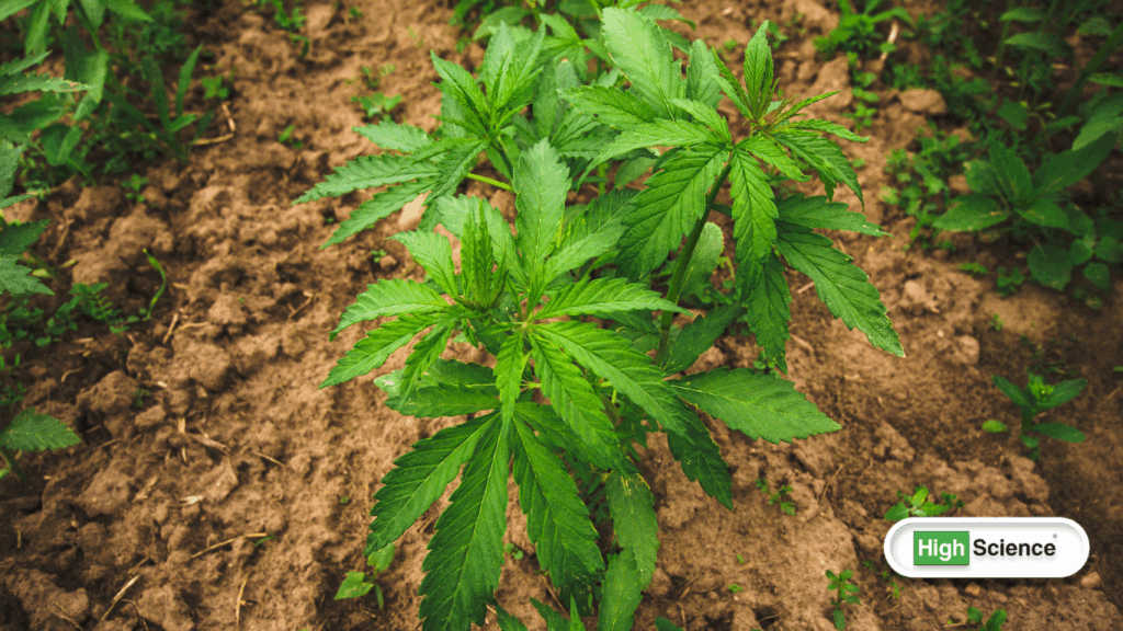 cannabis effects on creativity and focus