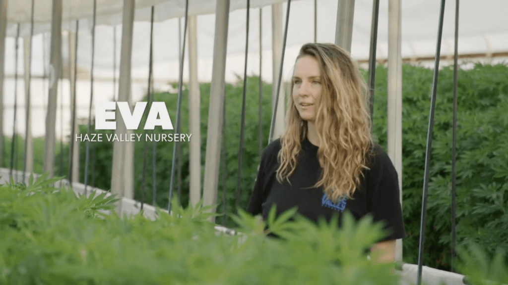 Eva Erickson Cannabis