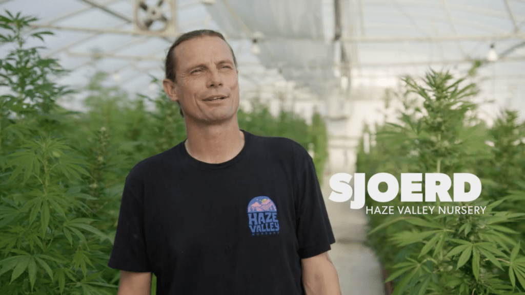Sjoerd Broeks Cannabis