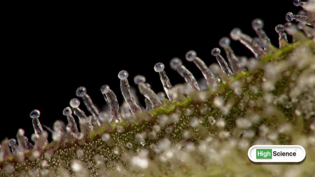 cannabis diamond concentrate structure