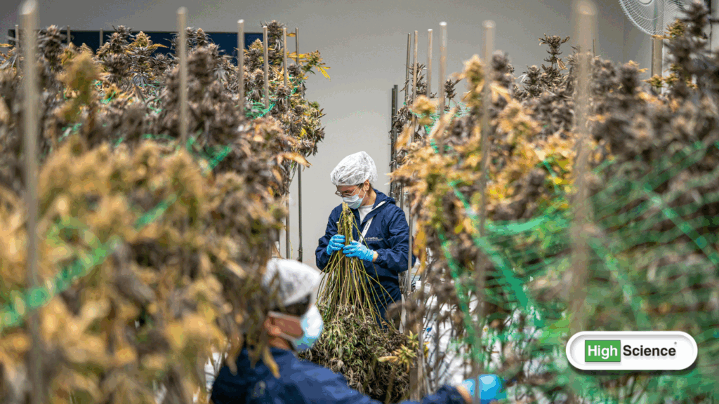 cannabis plant cultivation methods