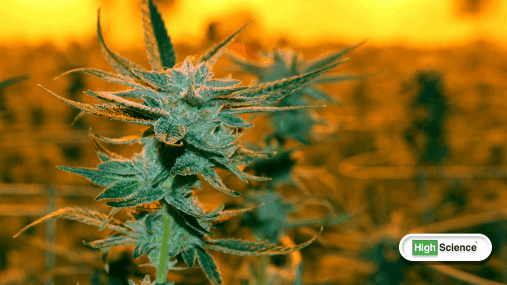 history of cannabis through time