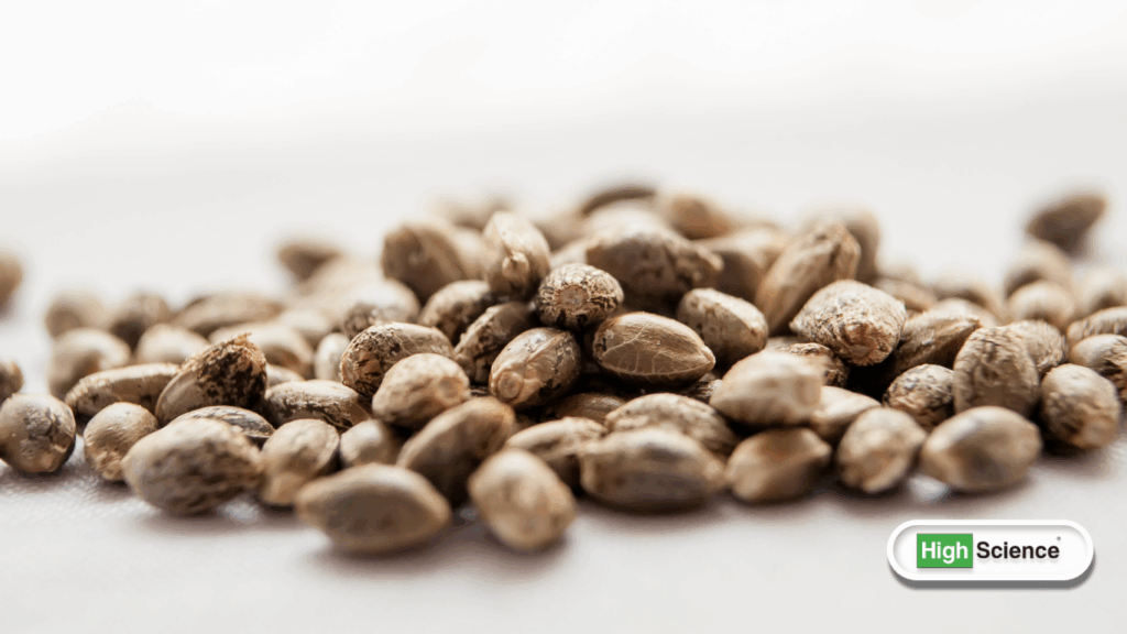 cannabis seed legality in the united states