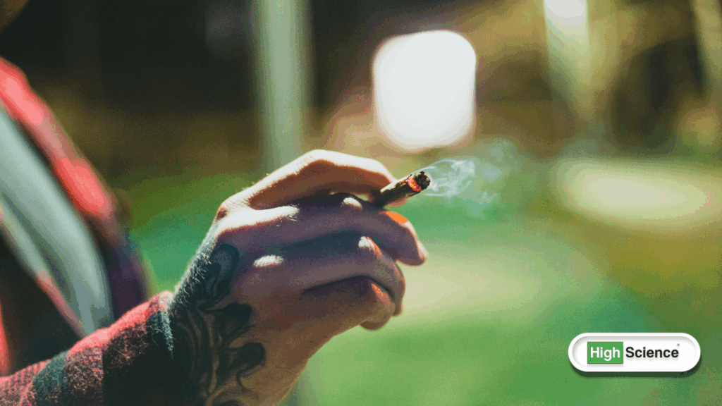 high THC cannabis plant characteristics