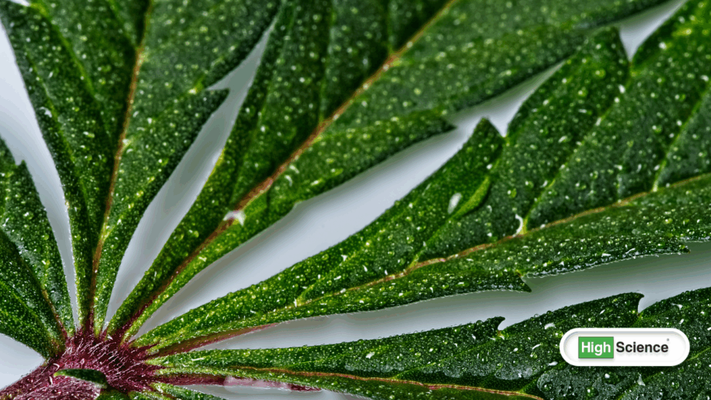 nabiximols and cannabis-based medicine