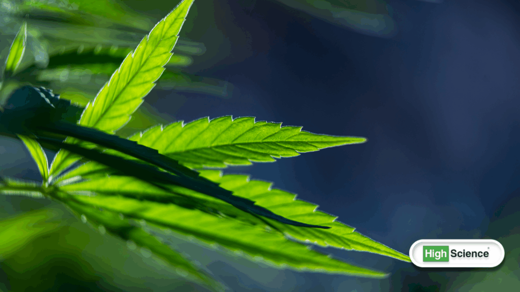 cannabis plant growth stages