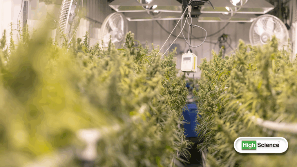 Cost To Start A Cannabis Grow