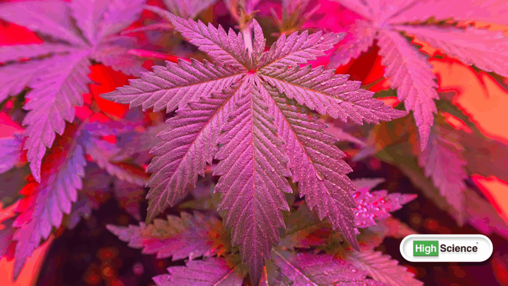 The Cannabis High Effects
