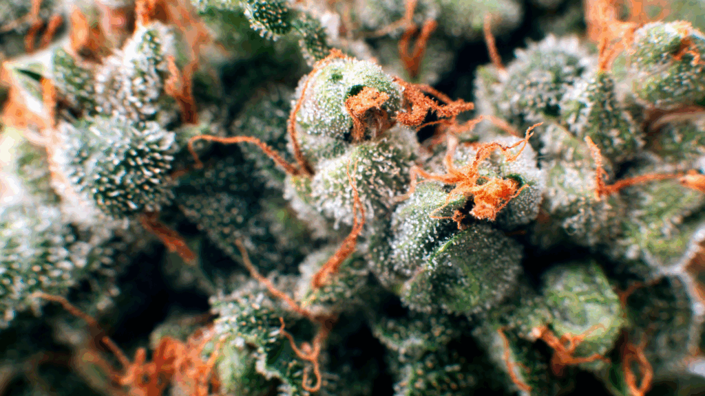 Understanding Cannabis Strains