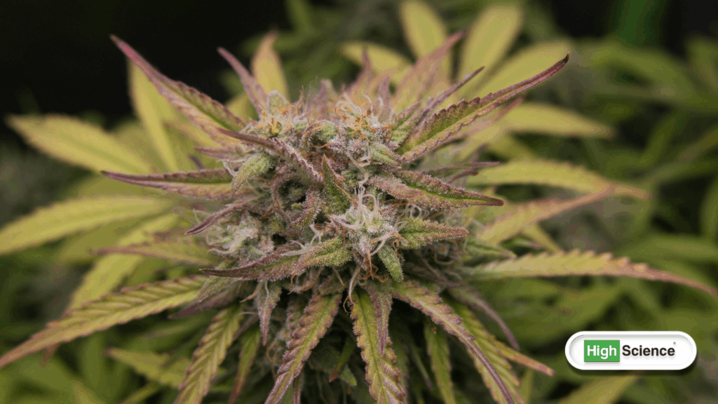 cannabis use and workplace policies