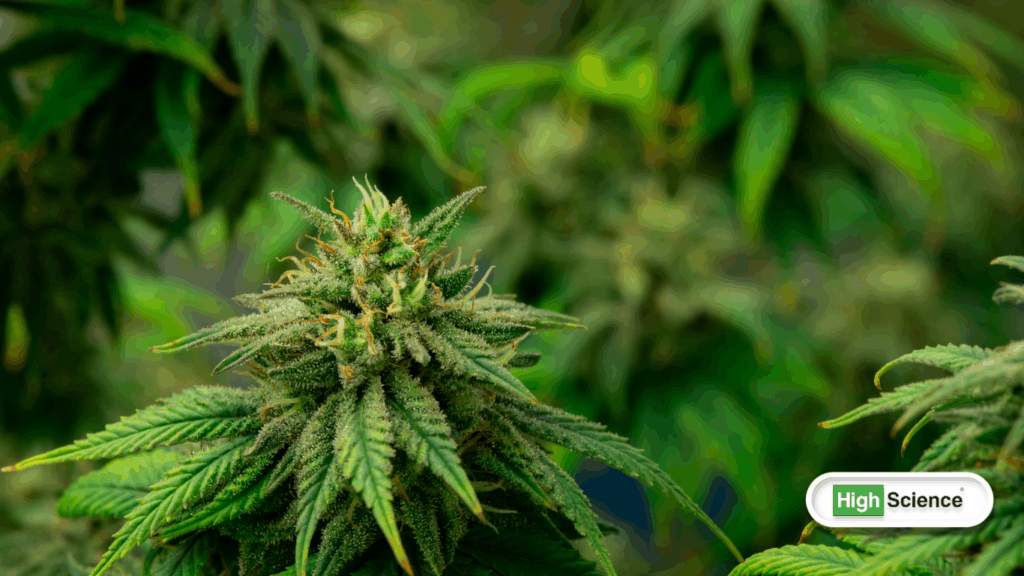 difference between cannabis and marijuana