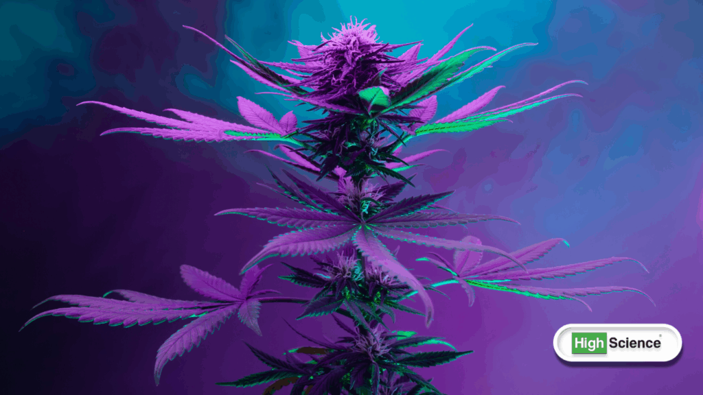 cannabis education and plant science