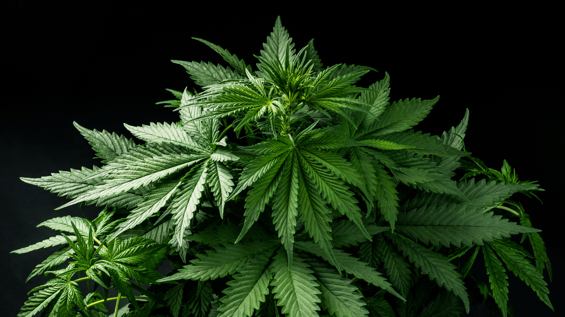 Cannabis Leaf Plant High Science
