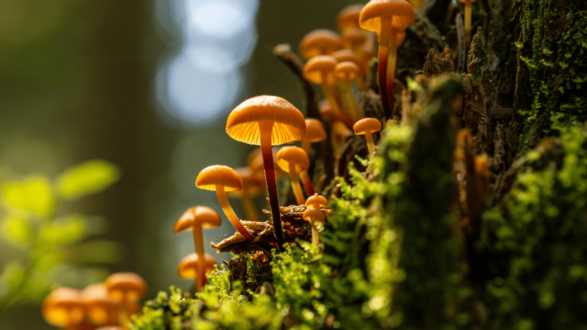 Mushrooms Psilocybin Psychedelic Forest Tree