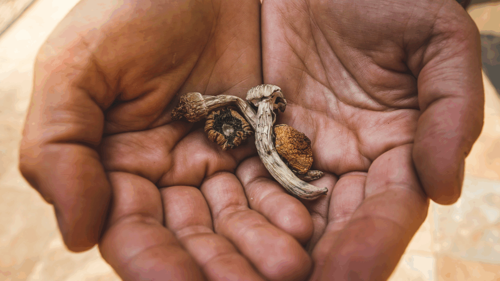 Educational image showing psilocybin in a persons hands how most people see it before taking it