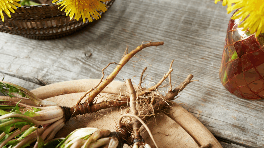 Close-up image of dandelion root structure highlighting plant compounds studied in herbal and nutritional research