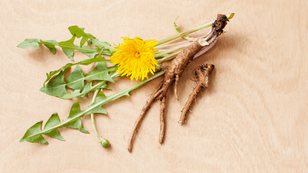 Dandelion plant with yellow flower, green leaves, and exposed roots illustrating botanical anatomy used in plant science education