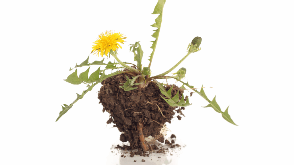 Dandelion plant with exposed root system showing the full structure of Taraxacum officinale used in botanical and medicinal research