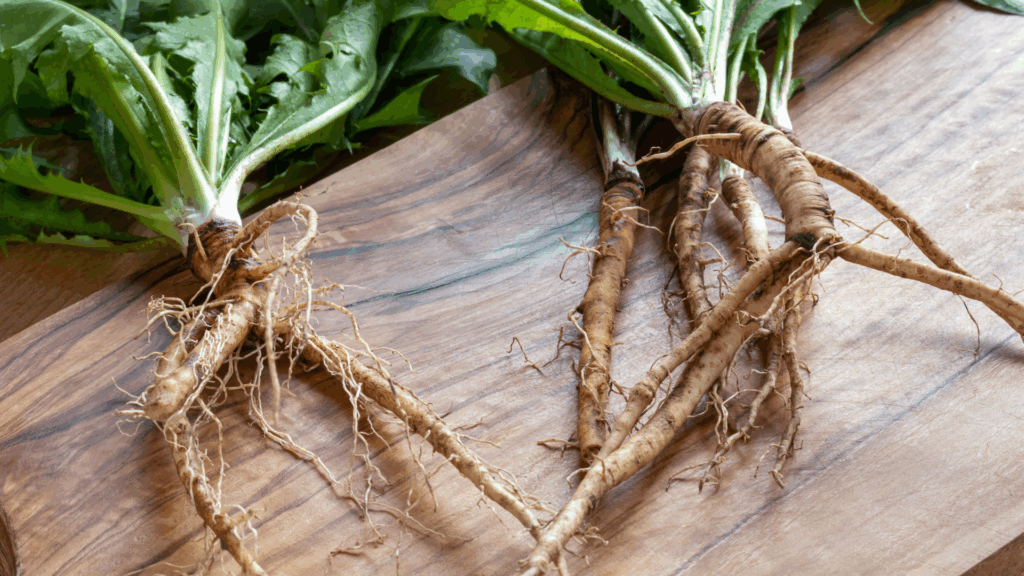 dandelion root safety