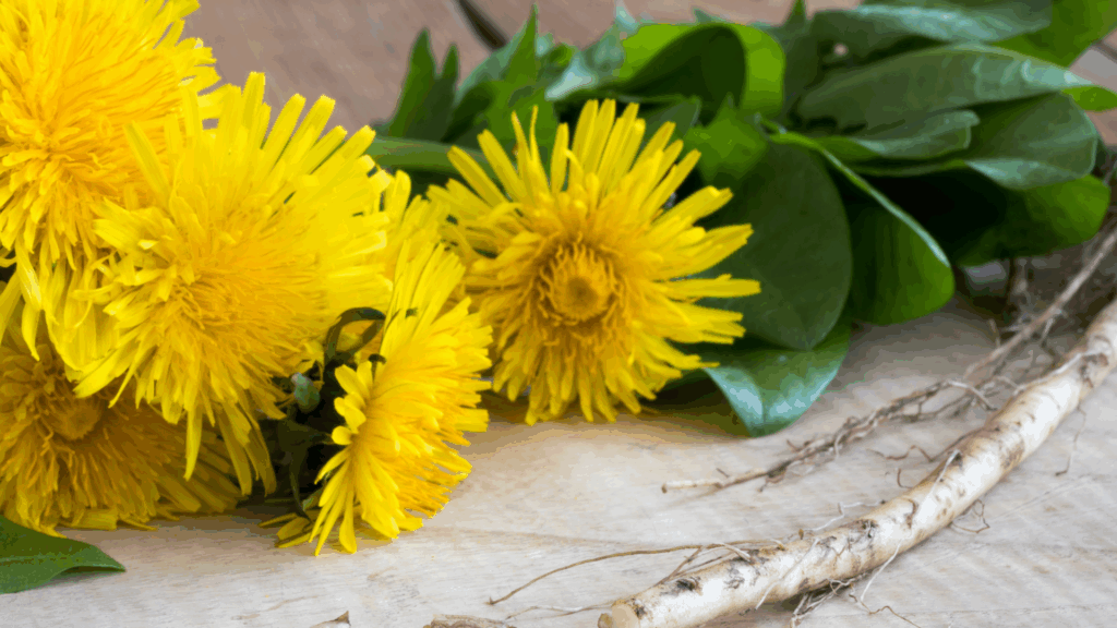 Fresh dandelion root and yellow dandelion flowers displayed together to illustrate herbal safety and potential interactions studied in plant-based research
