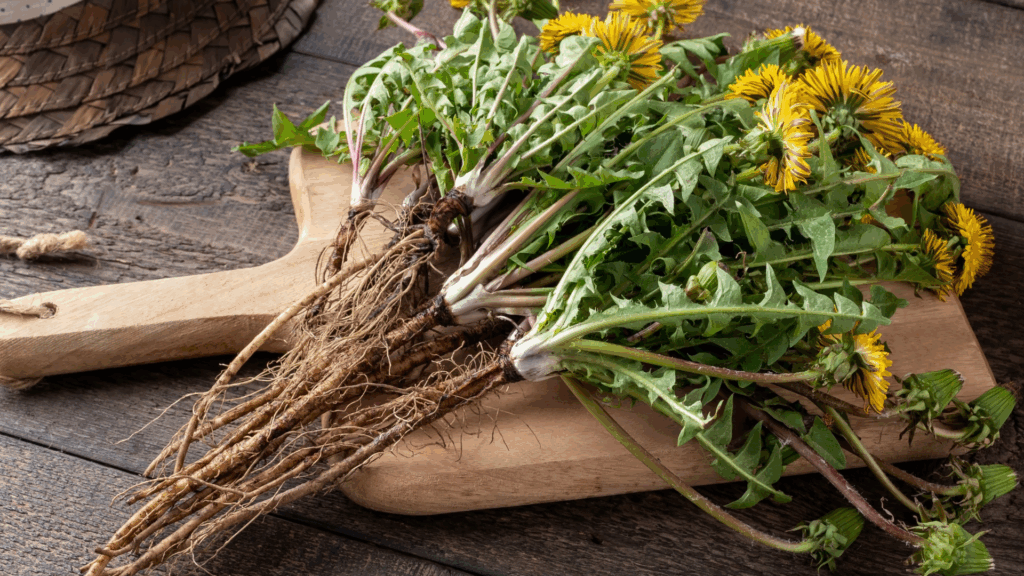 Dandelion plants with intact roots, leaves, and yellow flowers arranged on a wooden cutting board, illustrating whole-plant preparation used in dandelion root nutritional and herbal research