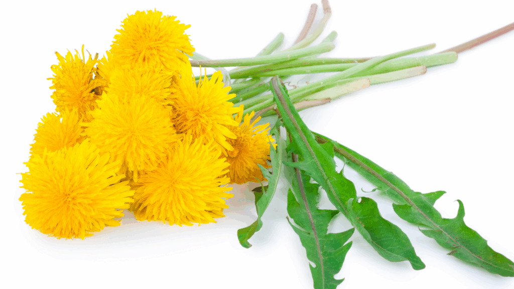 Fresh dandelion flowers and leaves showing the aerial parts of Taraxacum officinale used in traditional and modern herbal medicine
