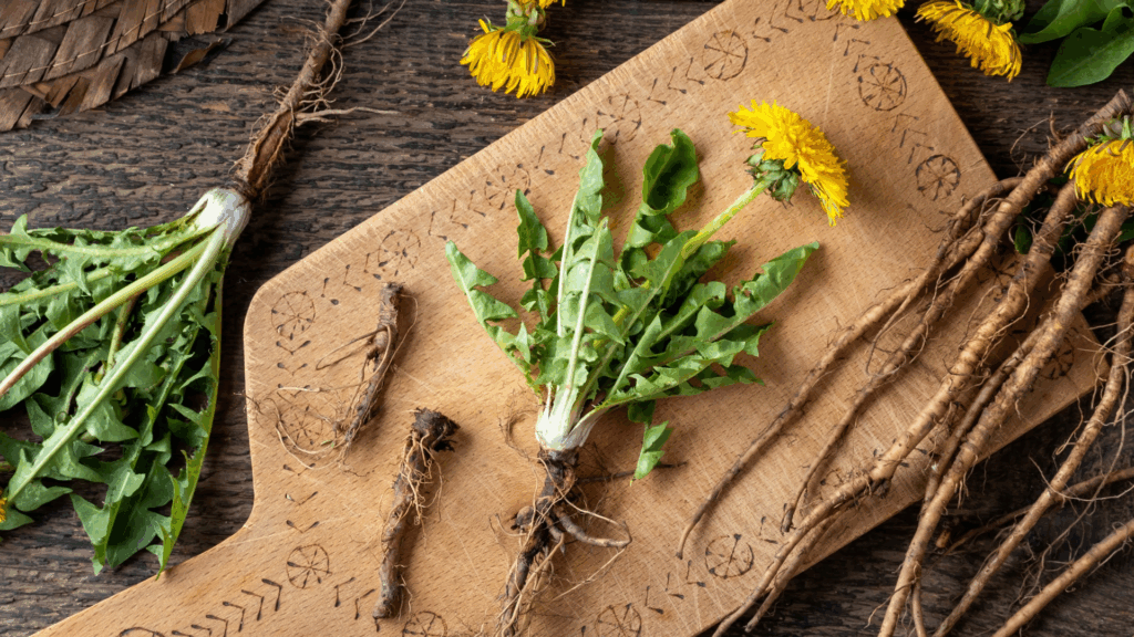 Dandelion root, leaves, and flowers arranged on a wooden surface illustrating traditional herbal use and modern plant science research