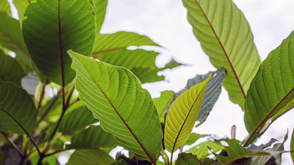 Sunlit kratom leaves growing on a tropical tree, showing natural vein structure and plant health