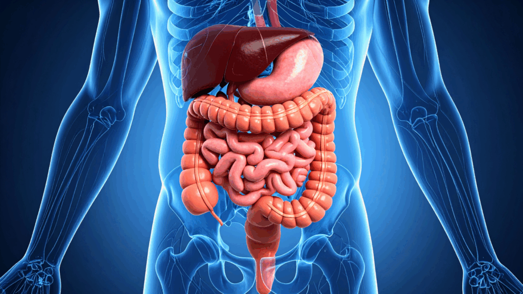 Human digestive system showing liver, stomach, intestines, and metabolic organs involved in turmeric and curcumin processing