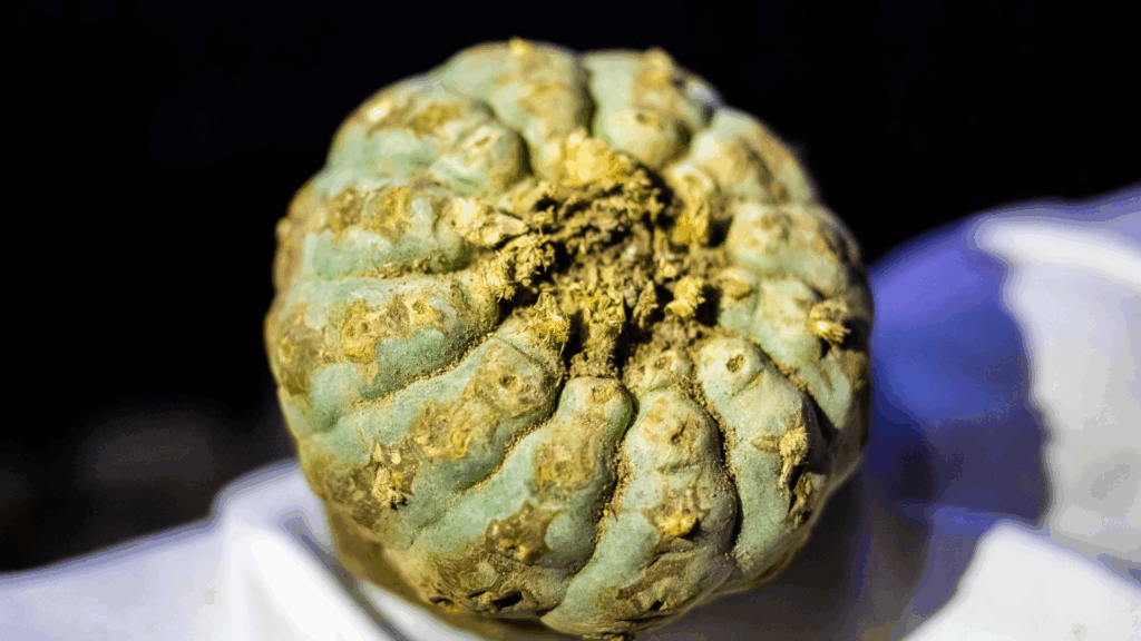 Scientific visualization representing mescaline research conducted independently from peyote to study psychedelic neurobiology