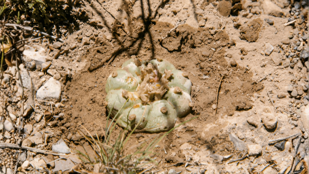 Peyote in its natural habitat for research purposes