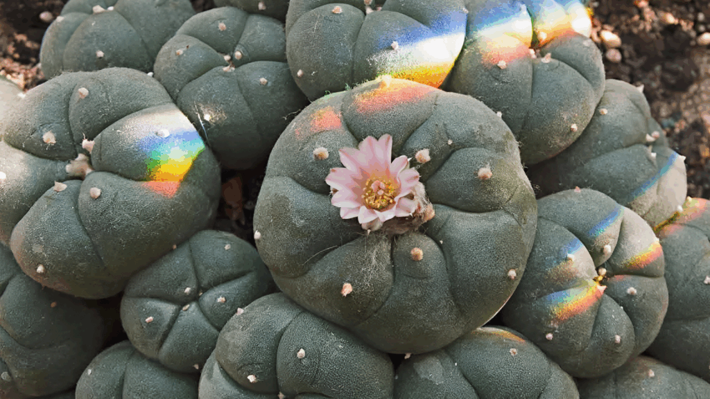 Photorealistic close-up of peyote cactus illustrating the plant that naturally produces the alkaloid mescaline
