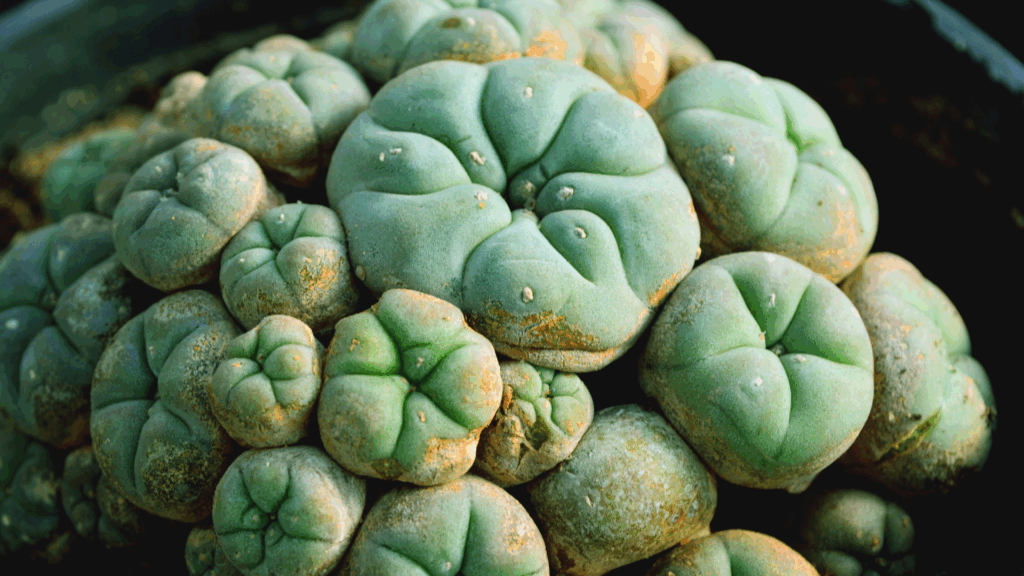 Peyote cactus buttons representing limited modern clinical research and scientific study of mescaline rather than whole-plant trials