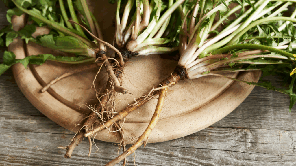 Freshly harvested dandelion roots with attached leaves displayed on a wooden board, illustrating traditional herbal preparation practices