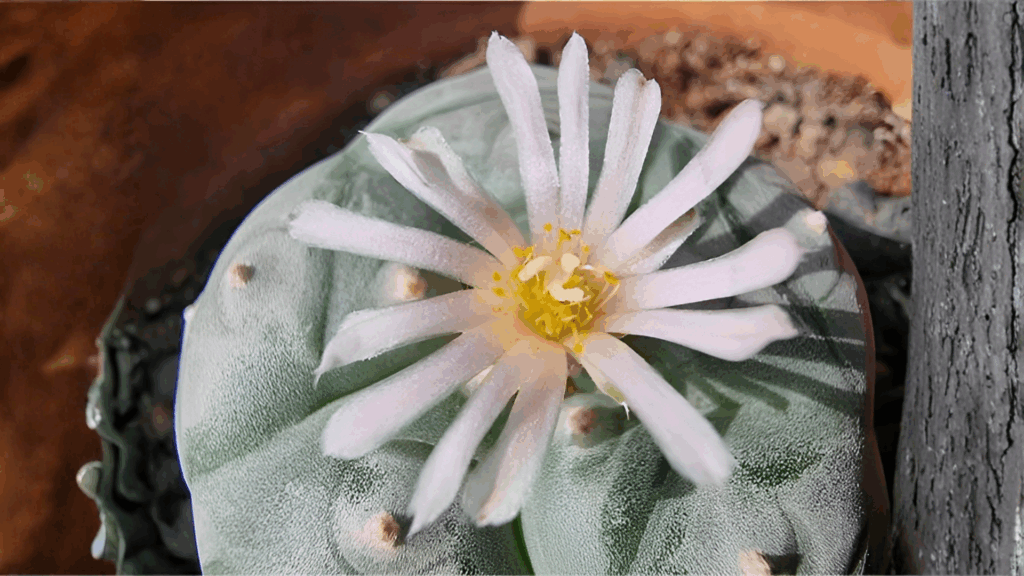 Photorealistic image of peyote cactus in its natural habitat illustrating plant-based origins compared to laboratory-synthesized psychedelics