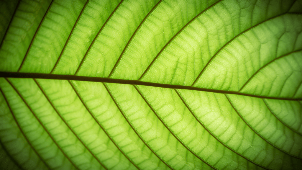 Kratom Leaf from the plant