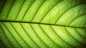 Kratom Leaf from the plant