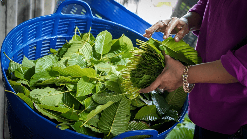 Traditional Kratom Use in Southeast Asia