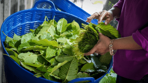 Traditional Kratom Use in Southeast Asia