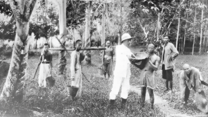 Thai Kratom Act 1943